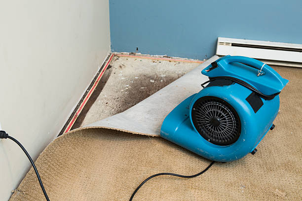 Best Local water damage restoration  in Greenvle, IL